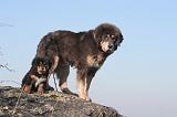 DOGUE DU TIBET 420